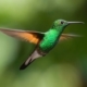 Ein fliegender Kolibri als Sinnbild für eine energetische Heilbehandlung über die Ferne mit Quantenenergie